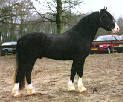Welsh Cob Hengst Ceres Lord Thomas